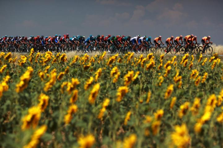 Un campo de girasoles y al fondo un pelotón ciclista