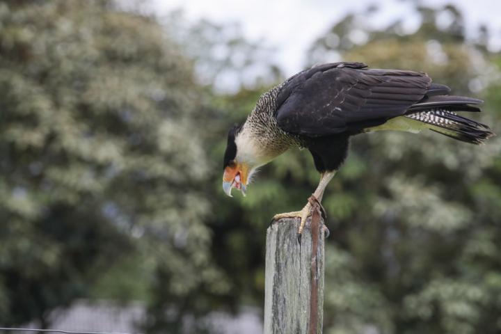 Un carancho o 'Caracara plancus'