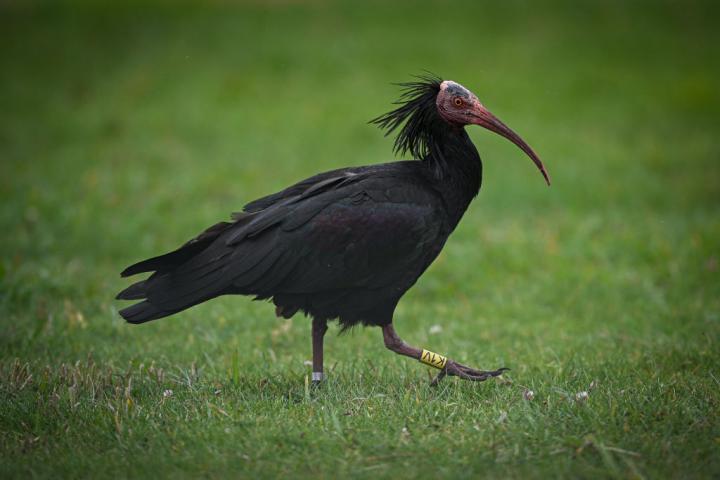 Un ejemplar de Geronticus eremita, el conocido como Ibis eremita