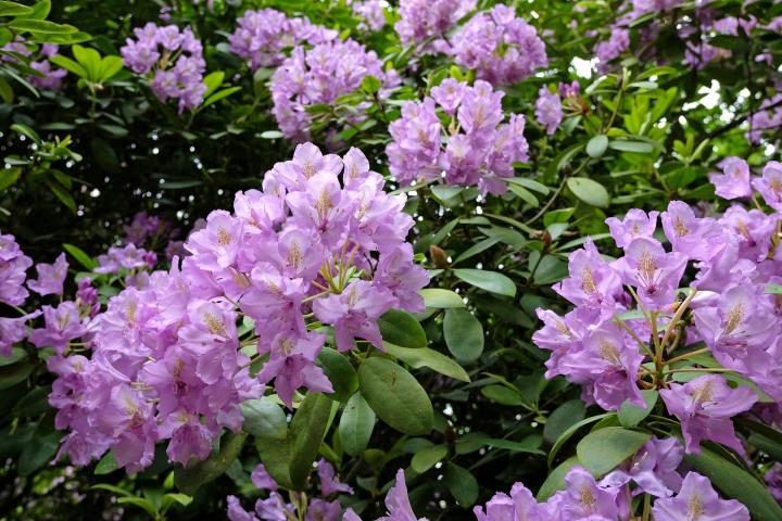 La primavera es un explosión de color gracias a la floración de árboles y arbustos.