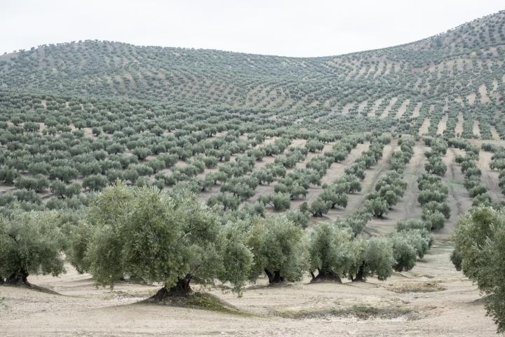 Un olivar de Jaén