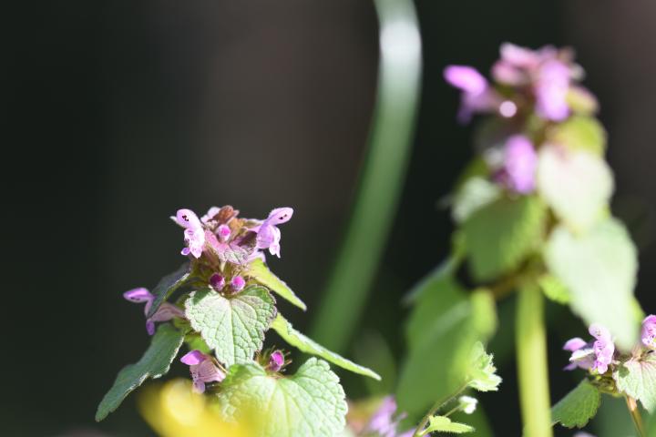 Lamium.