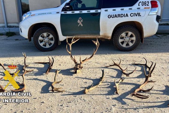 La Guardia Civil interviene en Burgos 12 cornamentas y un cráneo de ciervo obtenidos ilegalmente.
