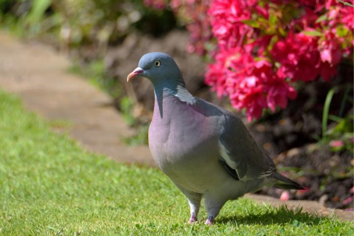 Esta es una de las mejores formas de ahuyentar a las palomas del jardín