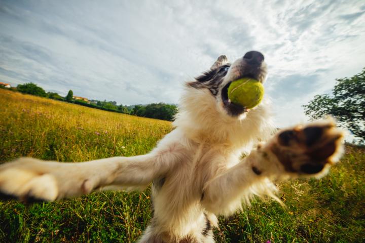 Un perro, jugando con una pelota