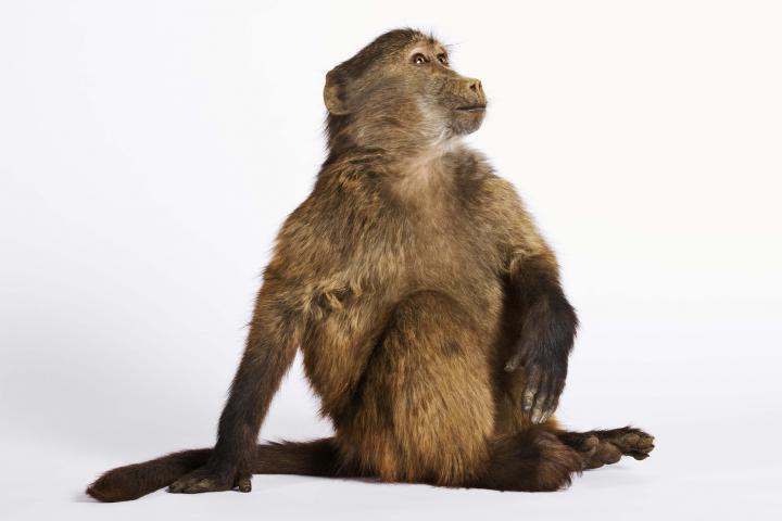 Imagen de archivo de un mono.