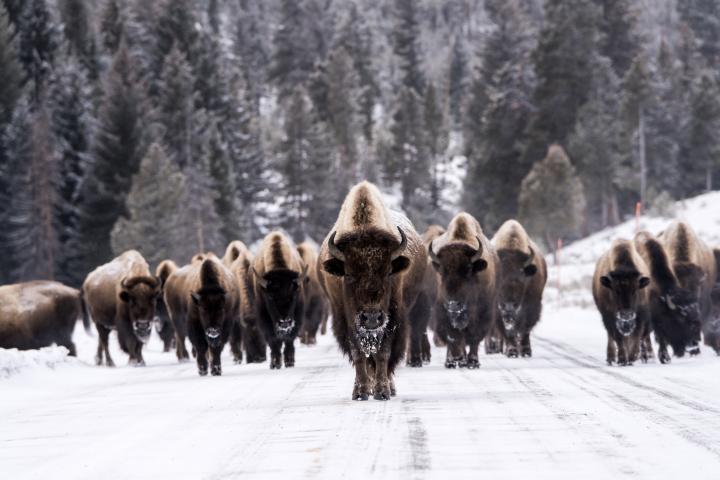 Imagen de archivo de una manada de bisontes, en el parque nacional de Yellowstone (EEUU).