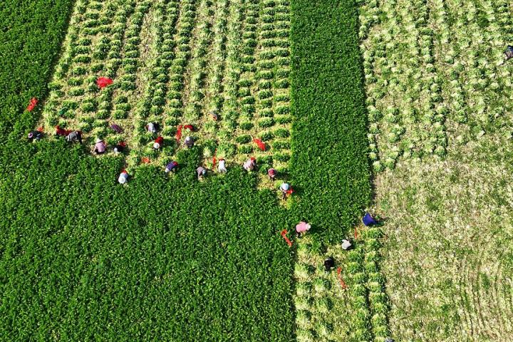 Campo de cultivo en China, en una imagen de recurso