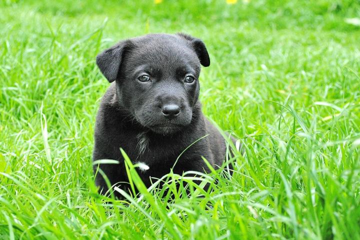 Un cachorro de perro.