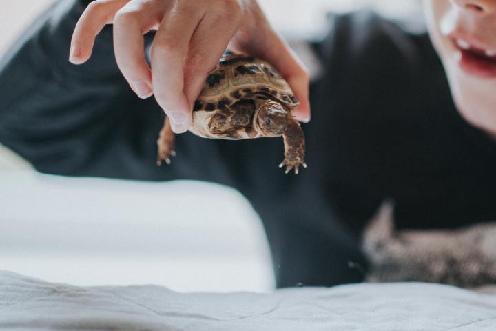 Un niño jugando con una tortuga