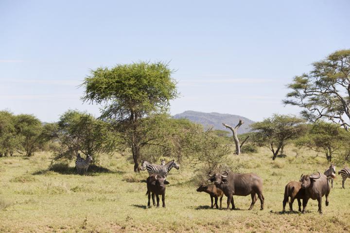 Animales en un parque nacional en África