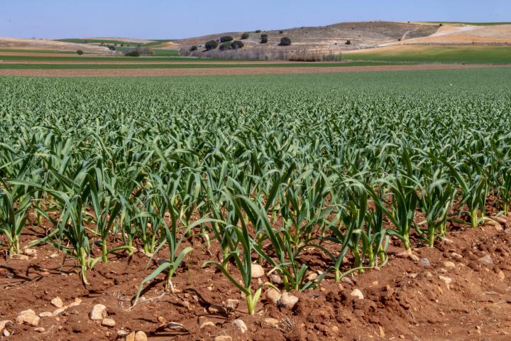 Un cultivo de cebollas.