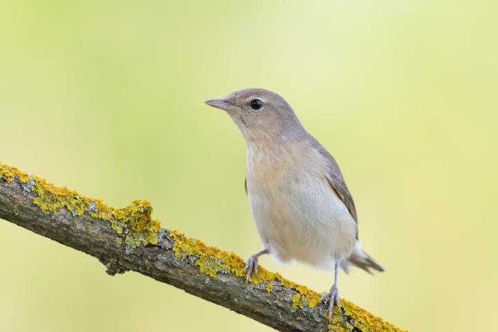 Imagen de archivo de un ejemplar de curruca mosquitera​ ('Sylvia borin').