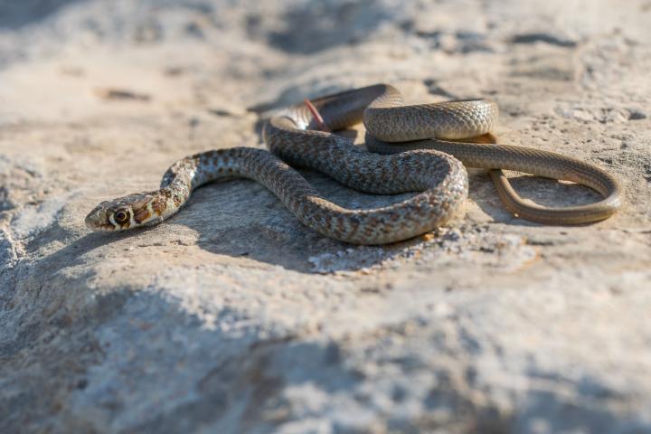 Un ejemplar de Hierophis viridiflavus, en una imagen de recurso
