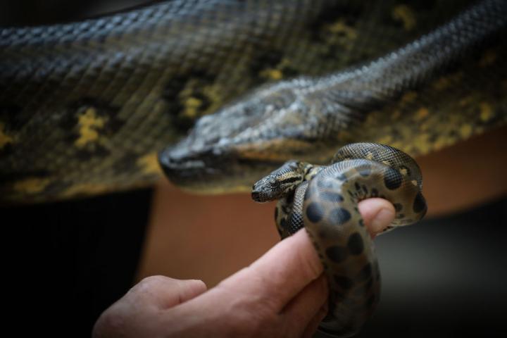 Imagen de archivo de un ejemplar adulto de anaconda verde y una cría.