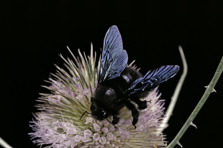 Xylocopa Violacea.