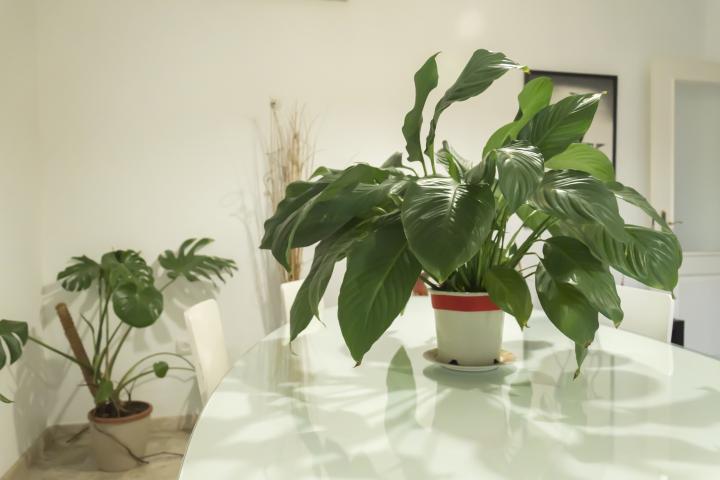 Como en muchos hogares españoles, un lirio de la paz, aún sin floración, decora una mesa