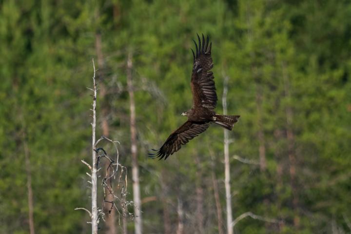 Un milano negro volando.