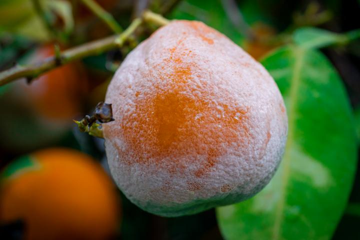 Una mandarina con moho, en una imagen de archivo.