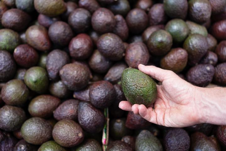 Imagen de archivo de aguacates.