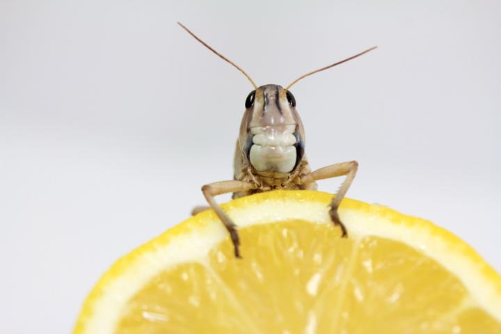 Un objeto que todos tenemos en casa atrae a las cucarachas.