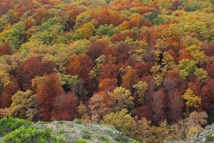Imagen de archivo del bosque de Montejo de la Sierra (Madrid).
