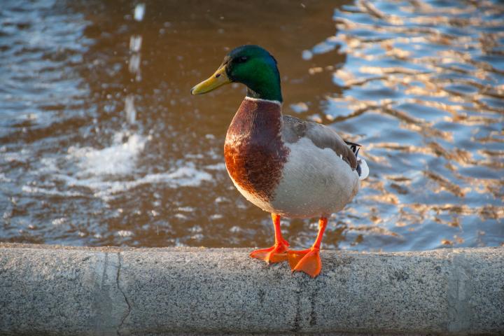 Un pato, en una imagen de archivo