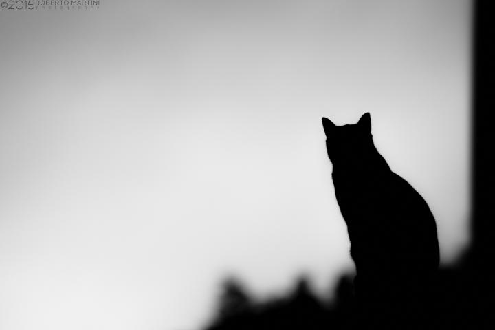 Imagen de archivo de la silueta de un gato.