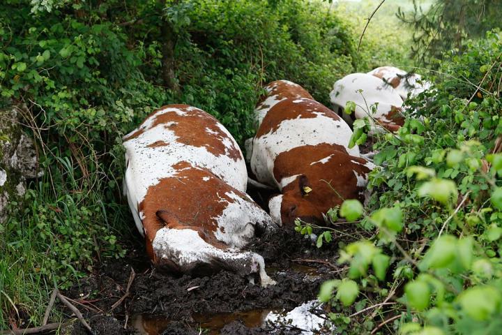 Algunas de las vacas muertas por el rayo