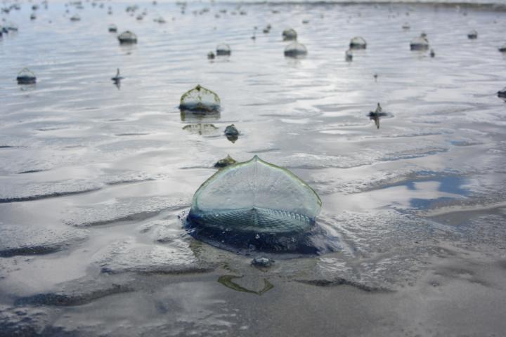 Ejemplares de medusa vela ('Velella velella'), en una imagen de archivo.