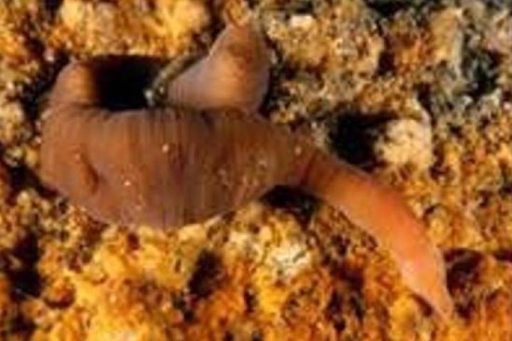 El 'nemertino acordeón', una nueva especie de gusano encontrada en la ría de Arousa, en Galicia.