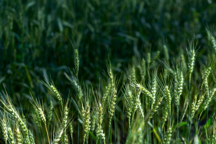 Imagen de archivo de espigas.