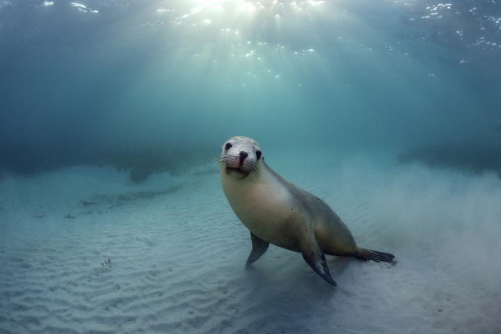 Un león marino, en una imagen de archivo.