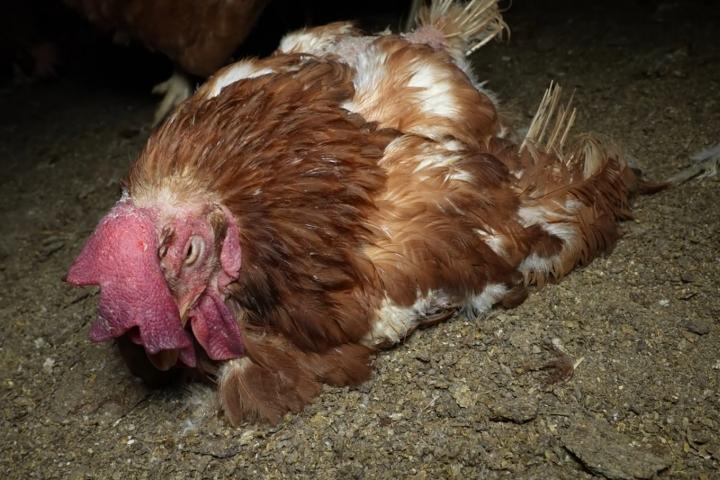 Una investigación impulsada por las organizaciones ecologistas ARDE y Satya Animal ha revelado graves deficiencias higiénico-sanitarias en una granja avícola de Llucmajor, en Mallorca, que alberga 136.000 gallinas ponedoras distribuidas en siete naves. Las imágenes y testimonios documentados por ambas entidades muestran cadáveres de gallinas en distintos estados de descomposición, algunos de ellos canibalizados, junto a aves vivas, presencia masiva de ratas y erizos, telarañas, acumulación de plumas y polvo, así como contenedores con restos en estado de putrefacción infestados de gusanos. Un saludo, Javier Alonso Ratas, cadáveres y suciedad extrema en una granja avícola de Mallorca La granja ha sido denunciada por presuntos delitos contra la salud pública y estafa Denuncian que las aves viven entre cadáveres en estado de descomposición y ratas a pesar de disponer de sello de bienestar animal Las gallinas camperas no tienen acceso al exterior durante al menos 6 días La granja opera sin permiso ambiental, por lo que fue multada con 150.000 euros y está bajo investigación de la Fiscalía Los vecinos de la zona denuncian plagas de moscas y malos olores y exigen el cierre de la explotación.