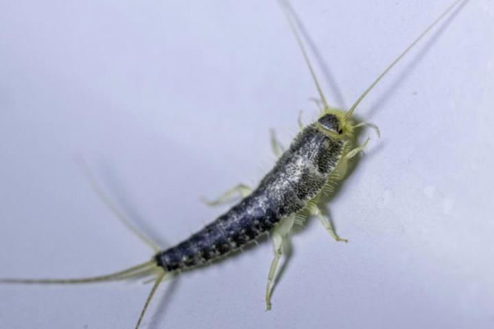 Un pececillo de plata en el suelo de un baño