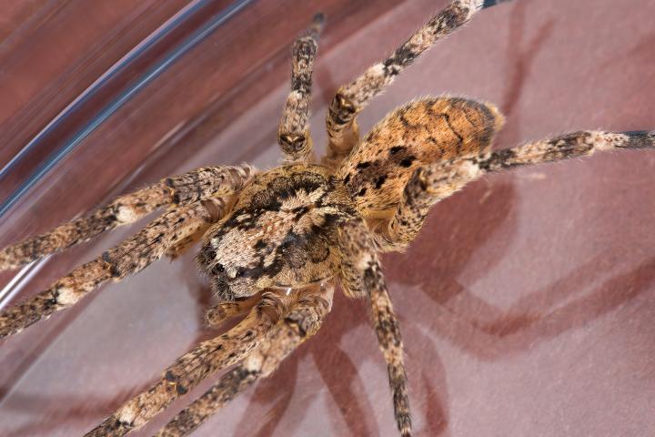 Imagen de archivo de una araña nosferatu ('Zoropsis spinimana').