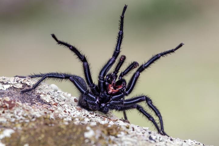 Un ejemplar de la araña Macrothele calpeiana, más conocida como tarántula andaluza