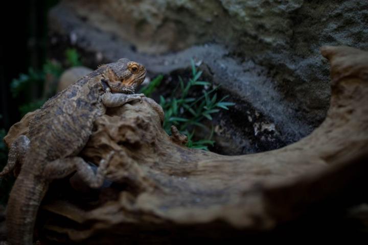 Un ejemplar de varano de sabana (Varanus exanthematicus), en una imagen de archivo