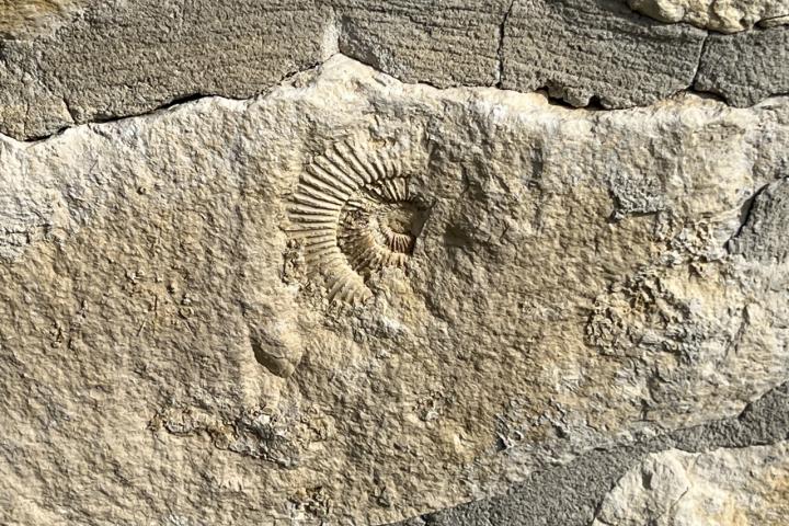 Imagen de una piedra caliza en la que se aprecia la huella de una concha fosilizada.