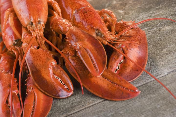 Langostas, en una imagen de archivo