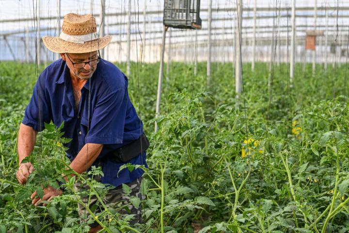 Un trabajador, en uno de los invernaderos de Almería