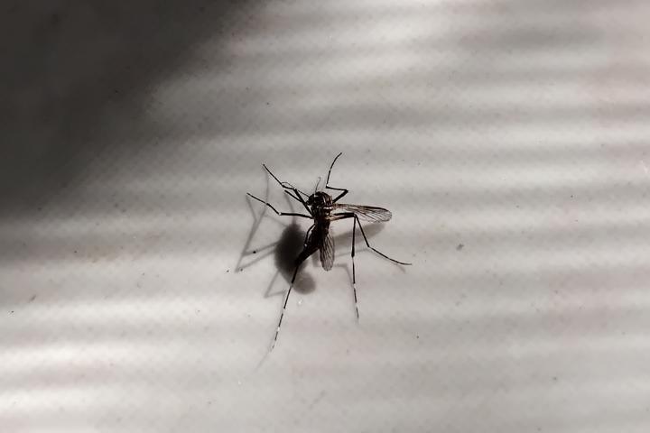 Esta es la mejor solución para los mosquitos en casa