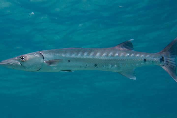 Un esturión, en una imagen de archivo