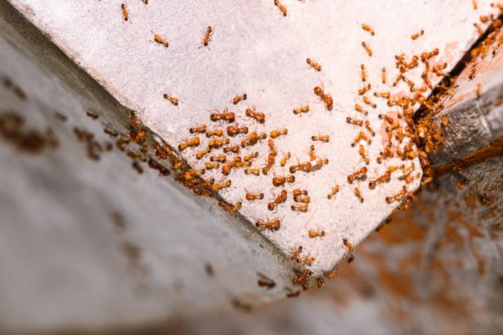 Hormigas faraonas (Monomorium pharaonis), en una imagen de archivo