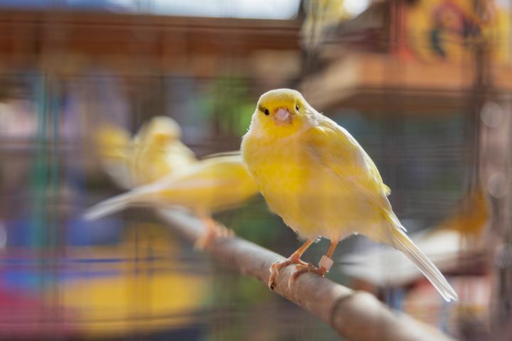 Un canario en una jaula, en una imagen de archivo