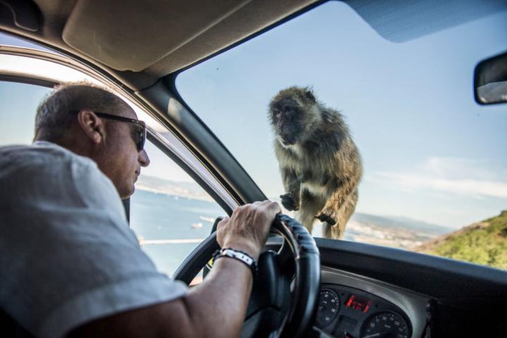 Un mono de Gibraltar mira a los ojos de un conductor de un coche en el Peñón.