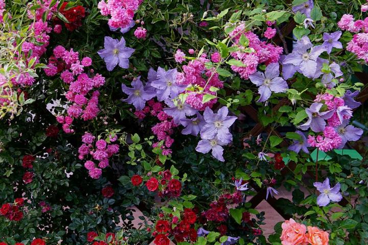 Una planta trepadora en una pared.