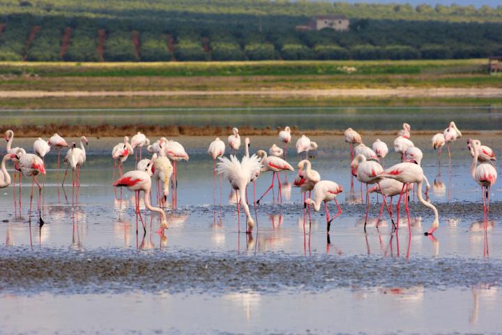 Flamencos en la Reserva Natural de la Laguna de Fuente de Piedra (Málaga)