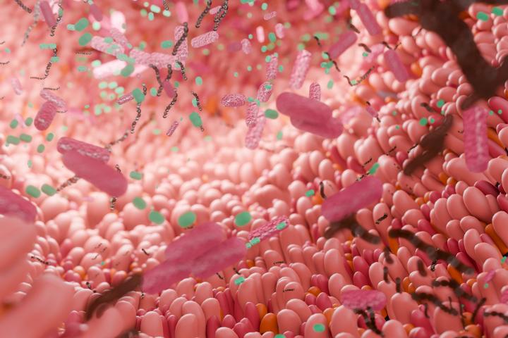 Intestino, en una imagen de archivo.