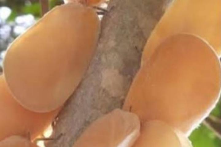 Los misteriosos insectos colgados de la rama de un árbol